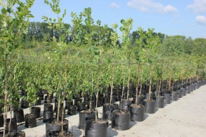 Саджанці: як купити справді хороше фруктове дерево? Саджанці: як купити справді хороше фруктове дерево?